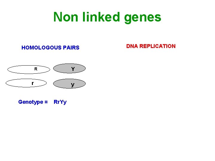Non linked genes HOMOLOGOUS PAIRS Y R r DNA REPLICATION R Y y r