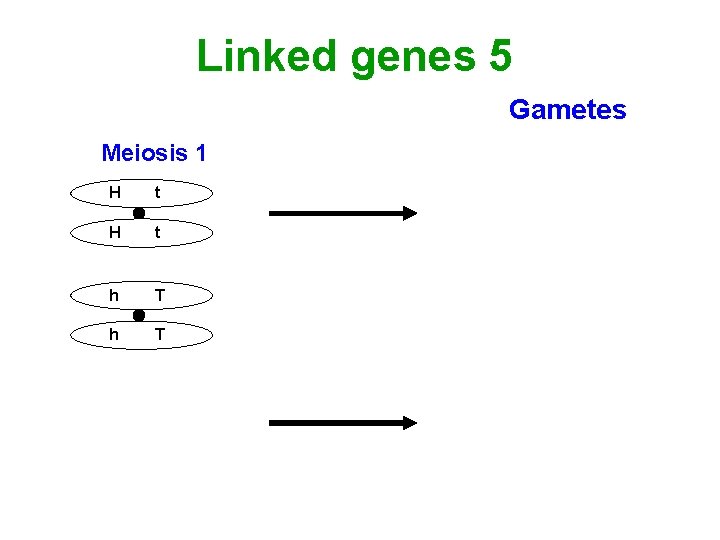 Linked genes 5 Gametes Meiosis 1 H t H Ht t X h. T