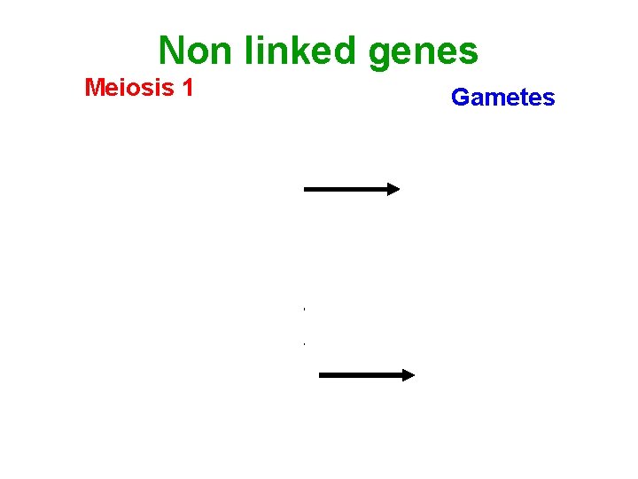 Non linked genes Meiosis 1 Gametes R Y r y RY ry r y