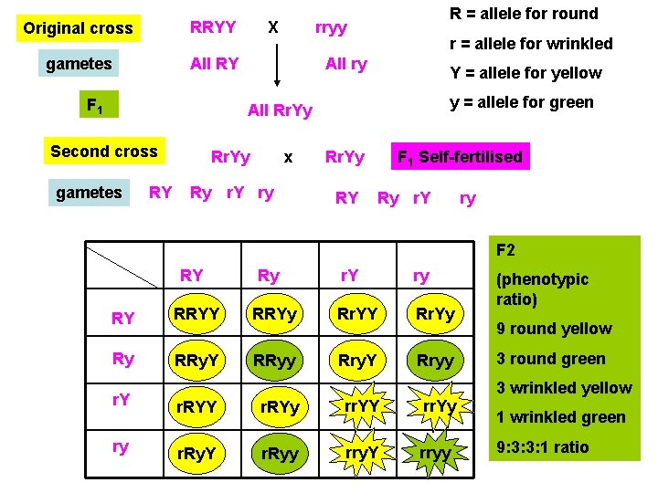 Original cross RRYY gametes All RY F 1 X R = allele for round