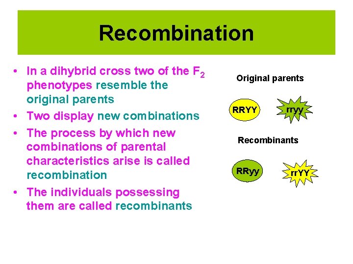 Recombination • In a dihybrid cross two of the F 2 phenotypes resemble the