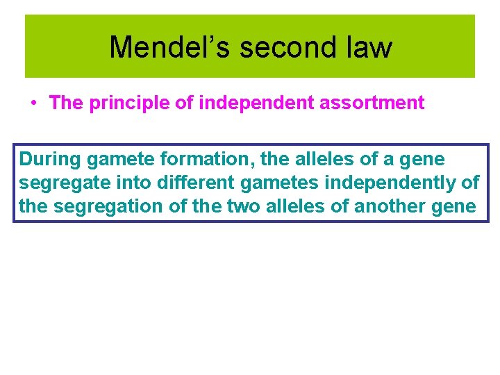 Mendel’s second law • The principle of independent assortment During gamete formation, the alleles