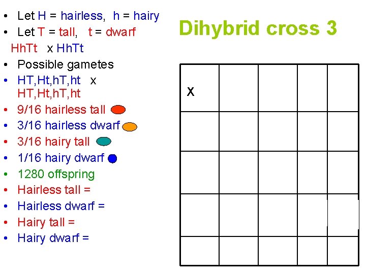  • Let H = hairless, h = hairy • Let T = tall,