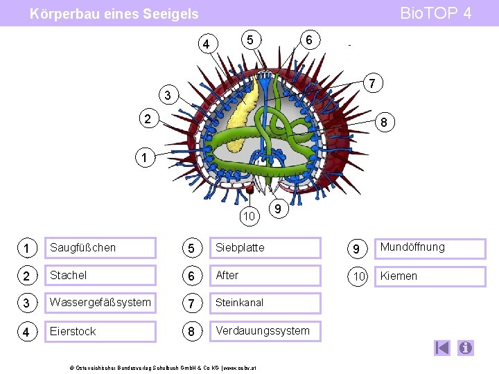 Bio. TOP 4 Körperbau eines Seeigels 5 4 6 7 7 3 2 8