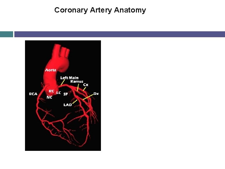 Coronary Artery Anatomy 