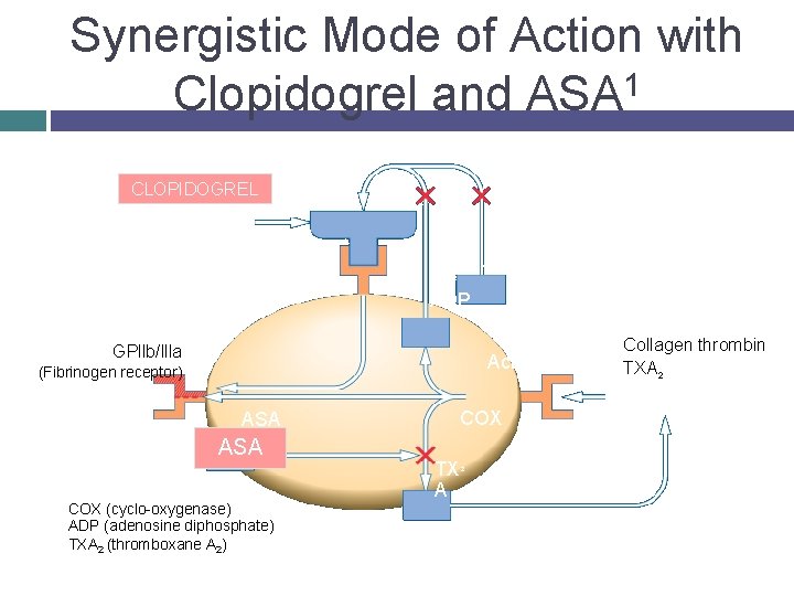 Synergistic Mode of Action with Clopidogrel and ASA 1 CLOPIDOGREL C ADP GPllb/llla Activation