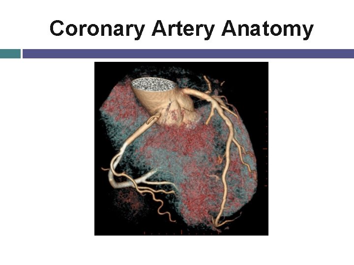 Coronary Artery Anatomy 