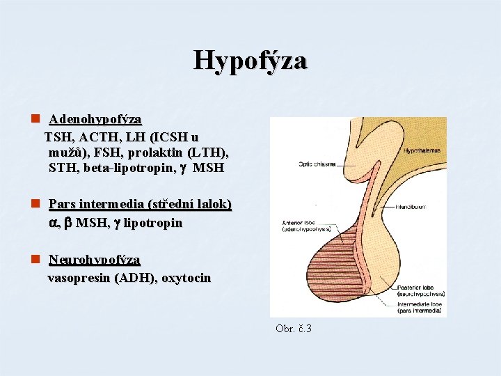 Hypofýza n Adenohypofýza TSH, ACTH, LH (ICSH u mužů), FSH, prolaktin (LTH), STH, beta-lipotropin,