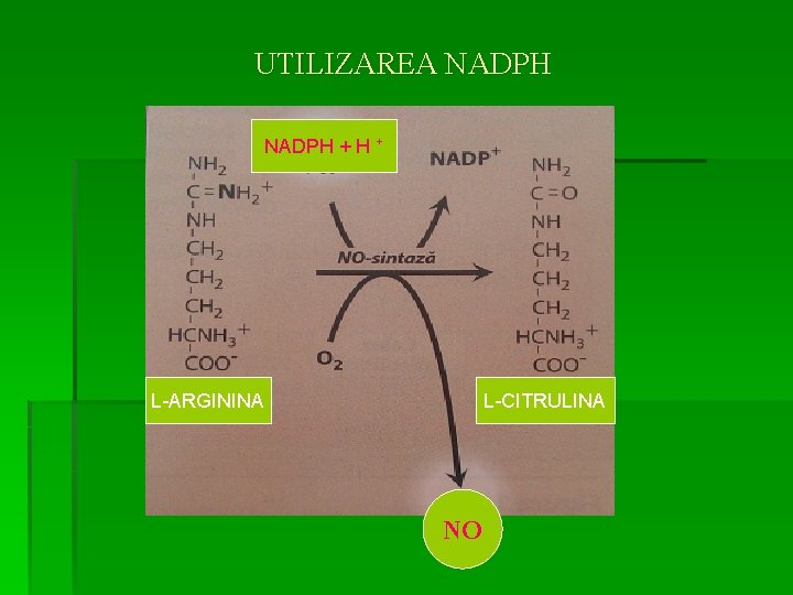 UTILIZAREA NADPH + H + L-ARGININA L-CITRULINA NO 