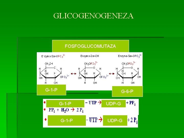 GLICOGENEZA FOSFOGLUCOMUTAZA G-1 -P G-6 -P G-1 -P UDP-G 