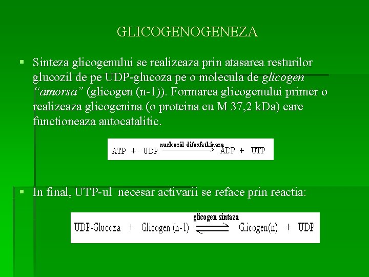 GLICOGENEZA § Sinteza glicogenului se realizeaza prin atasarea resturilor glucozil de pe UDP-glucoza pe