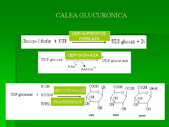 CALEA GLUCURONICA UDP-G-PIROFOSFORILAZA UDP-G-DH-AZA GLUCURONOZIL TRANSFERAZE 