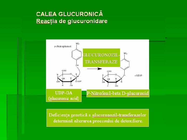 GLUCURONOZILTRANSFERAZE 