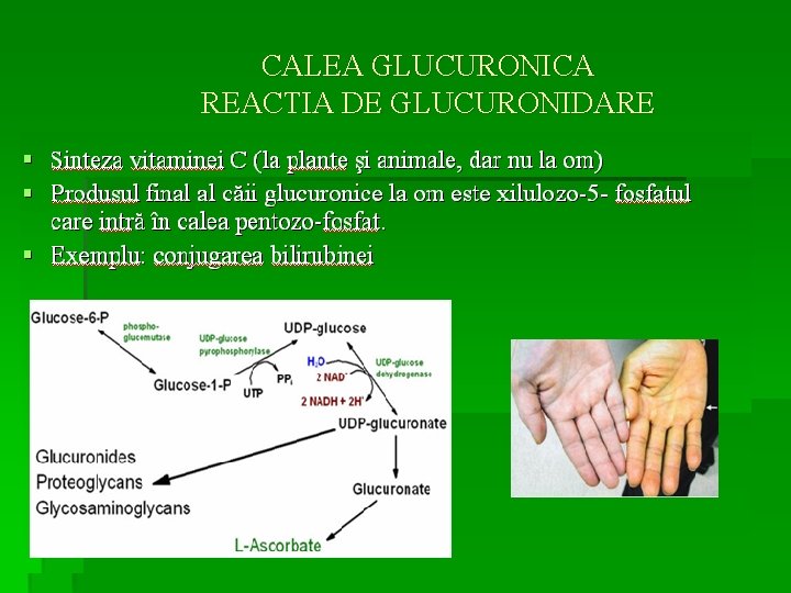 CALEA GLUCURONICA REACTIA DE GLUCURONIDARE 