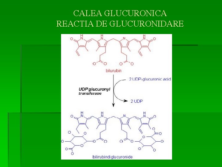 CALEA GLUCURONICA REACTIA DE GLUCURONIDARE 