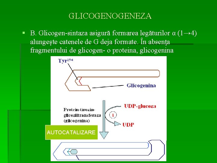 GLICOGENEZA § B. Glicogen-sintaza asigură formarea legăturilor α (1→ 4) alungeşte catenele de G
