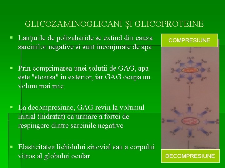 GLICOZAMINOGLICANI ŞI GLICOPROTEINE § Lanţurile de polizaharide se extind din cauza sarcinilor negative si