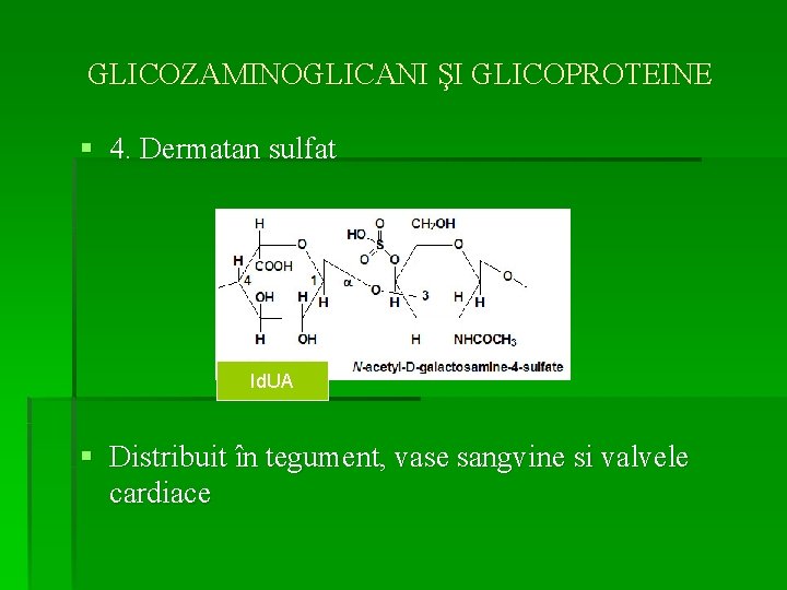 GLICOZAMINOGLICANI ŞI GLICOPROTEINE § 4. Dermatan sulfat Id. UA § Distribuit în tegument, vase