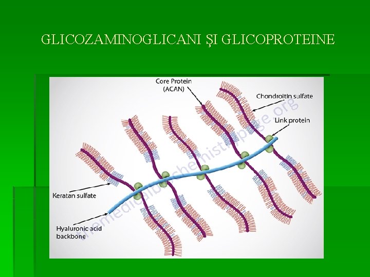 GLICOZAMINOGLICANI ŞI GLICOPROTEINE 