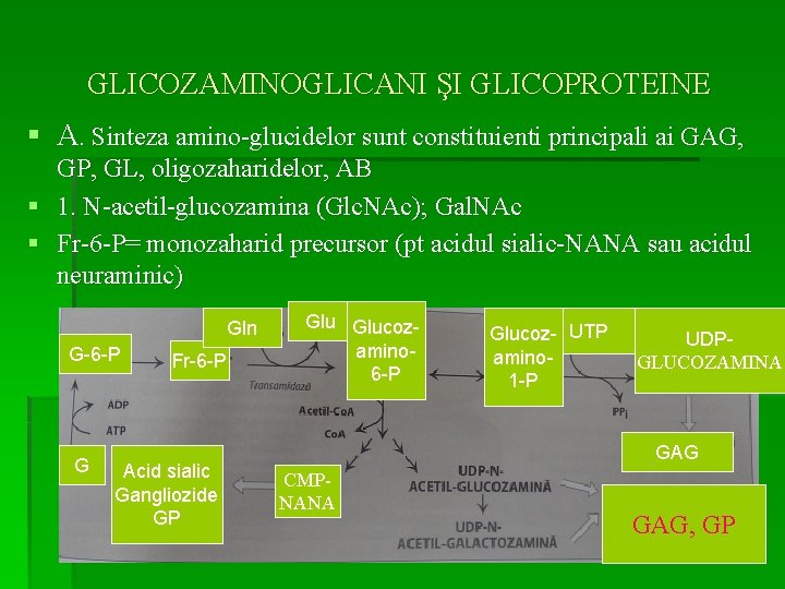 GLICOZAMINOGLICANI ŞI GLICOPROTEINE § A. Sinteza amino-glucidelor sunt constituienti principali ai GAG, GP, GL,