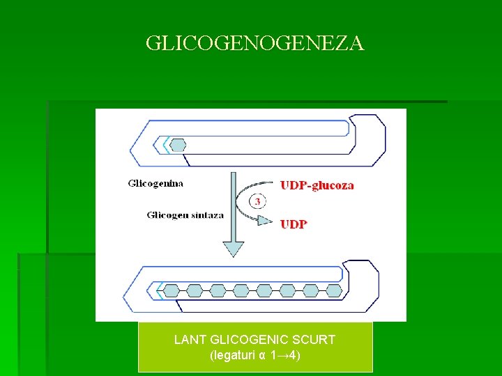 GLICOGENEZA LANT GLICOGENIC SCURT (legaturi α 1→ 4) 