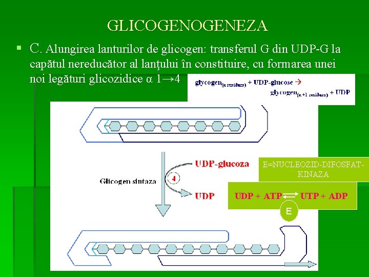 GLICOGENEZA § C. Alungirea lanturilor de glicogen: transferul G din UDP-G la capătul nereducător