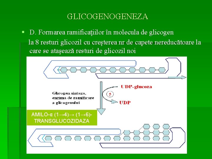 GLICOGENEZA § D. Formarea ramificaţiilor în molecula de glicogen la 8 resturi glicozil cu