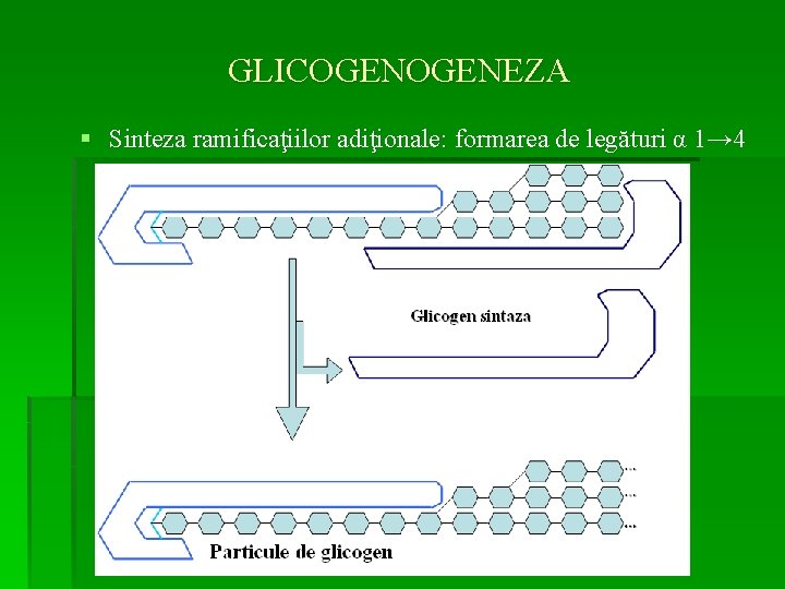 GLICOGENEZA § Sinteza ramificaţiilor adiţionale: formarea de legături α 1→ 4 ături 