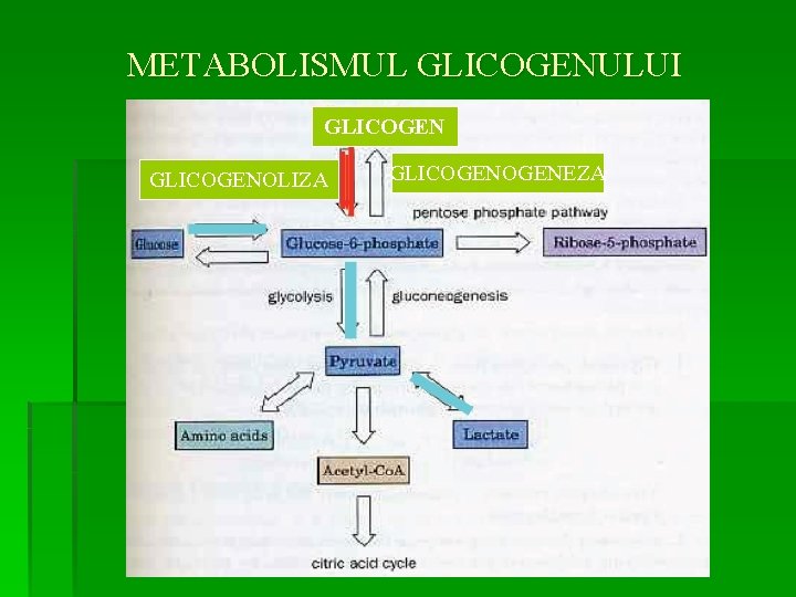 METABOLISMUL GLICOGENULUI GLICOGENOLIZA GLICOGENEZA 