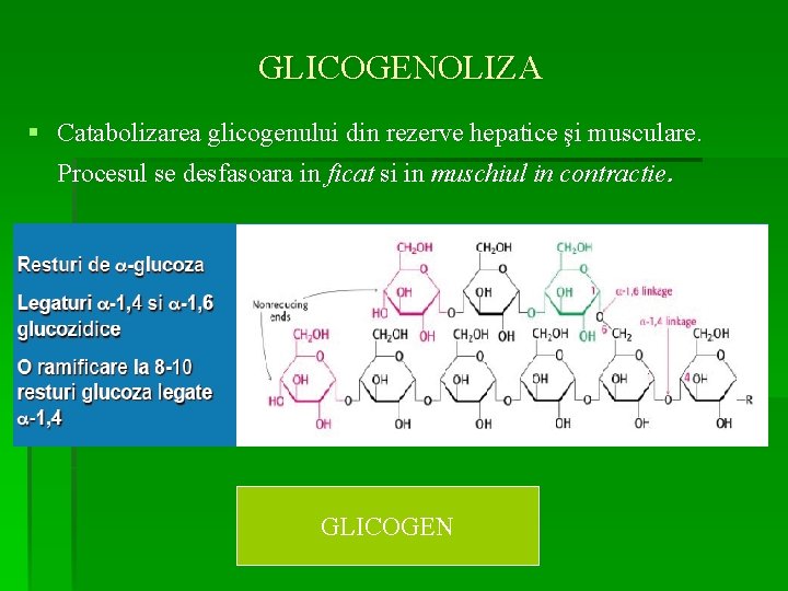 GLICOGENOLIZA § Catabolizarea glicogenului din rezerve hepatice şi musculare. Procesul se desfasoara in ficat