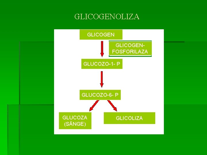 GLICOGENOLIZA GLICOGENFOSFORILAZA GLUCOZO-1 - P GLUCOZO-6 - P GLUCOZA (S NGE) GLICOLIZA 