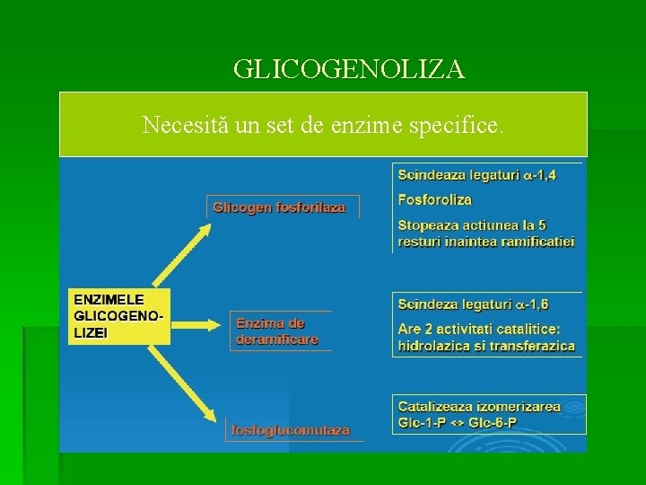 GLICOGENOLIZA Necesită un set de enzime specifice. 