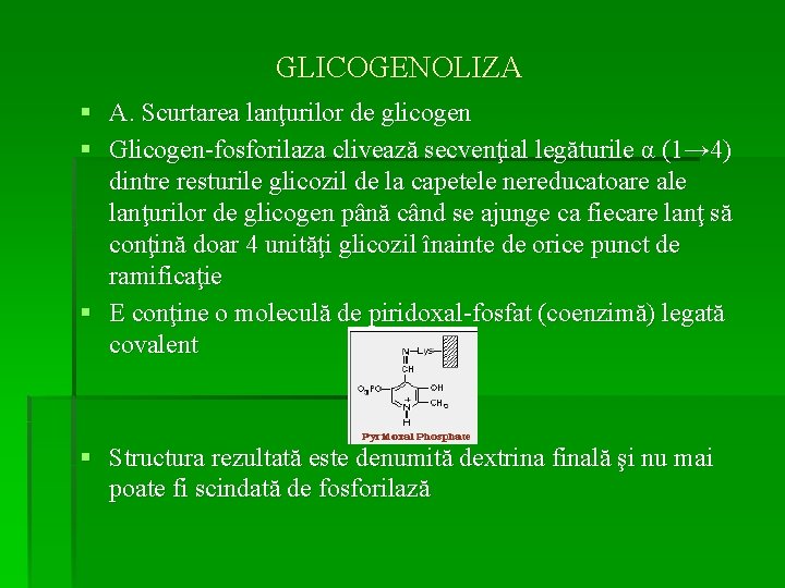 GLICOGENOLIZA § A. Scurtarea lanţurilor de glicogen § Glicogen-fosforilaza clivează secvenţial legăturile α (1→