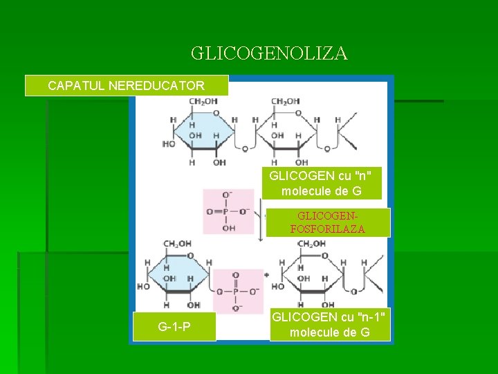 GLICOGENOLIZA CAPATUL NEREDUCATOR GLICOGEN cu "n" molecule de G GLICOGENFOSFORILAZA G-1 -P GLICOGEN cu