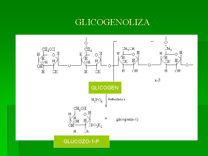 GLICOGENOLIZA GLICOGEN GLUCOZO-1 -P 