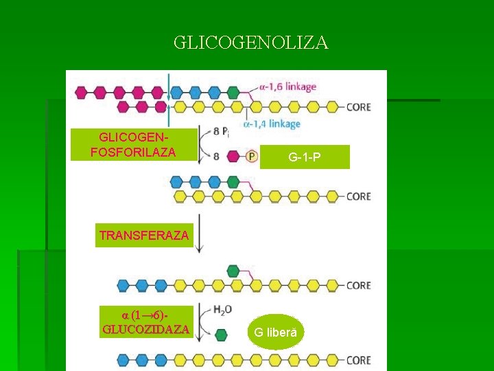 GLICOGENOLIZA GLICOGENFOSFORILAZA G-1 -P TRANSFERAZA α (1→ 6)- GLUCOZIDAZA G liberă 