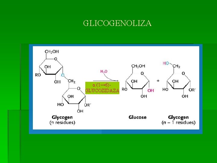 GLICOGENOLIZA α (1→ 6)- GLUCOZIDAZA 