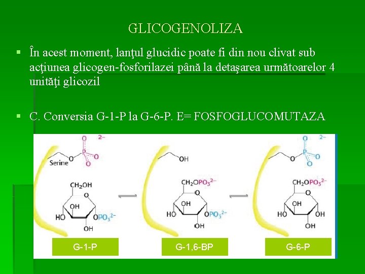 GLICOGENOLIZA § În acest moment, lanţul glucidic poate fi din nou clivat sub acţiunea