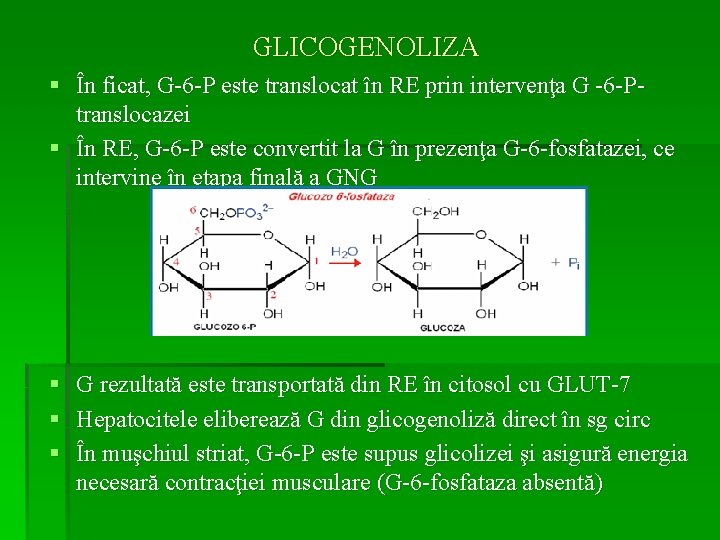 GLICOGENOLIZA § În ficat, G-6 -P este translocat în RE prin intervenţa G -6