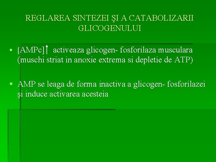 REGLAREA SINTEZEI ŞI A CATABOLIZARII GLICOGENULUI § [AMPc] activeaza glicogen- fosforilaza musculara (muschi striat