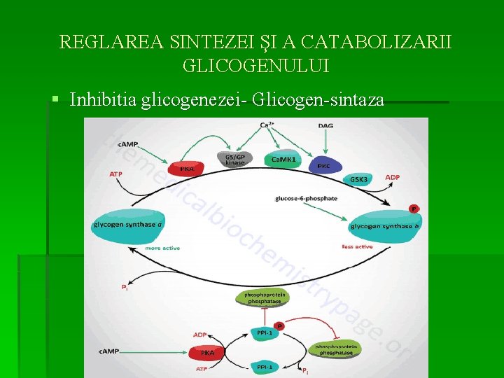 REGLAREA SINTEZEI ŞI A CATABOLIZARII GLICOGENULUI § Inhibitia glicogenezei- Glicogen-sintaza 