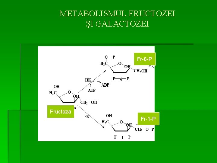METABOLISMUL FRUCTOZEI ŞI GALACTOZEI Fr-6 -P Fructoza Fr-1 -P 
