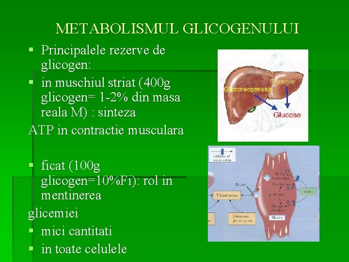 METABOLISMUL GLICOGENULUI § Principalele rezerve de glicogen: § in muschiul striat (400 g glicogen=
