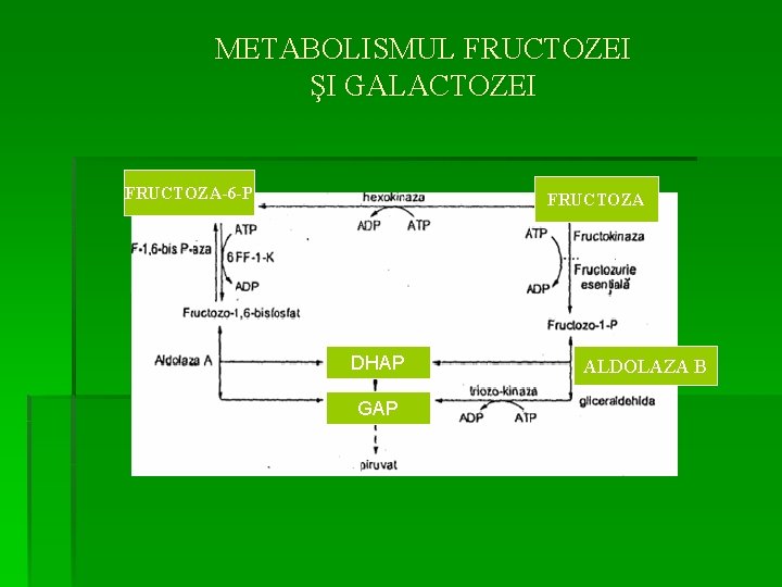 METABOLISMUL FRUCTOZEI ŞI GALACTOZEI FRUCTOZA-6 -P FRUCTOZA DHAP GAP ALDOLAZA B 