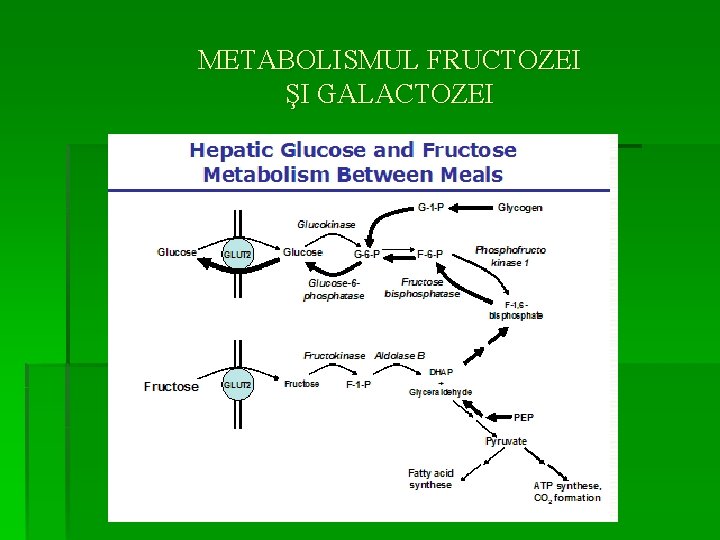 METABOLISMUL FRUCTOZEI ŞI GALACTOZEI 