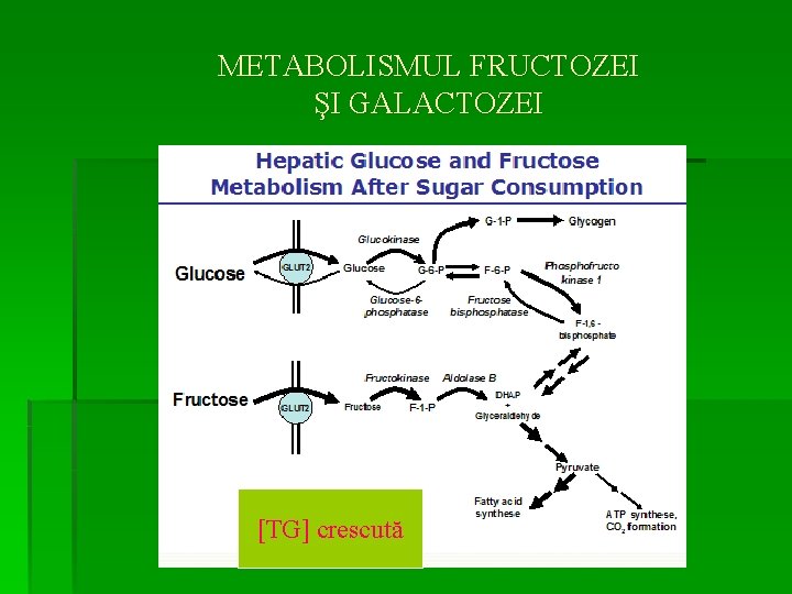 METABOLISMUL FRUCTOZEI ŞI GALACTOZEI [TG] crescută 