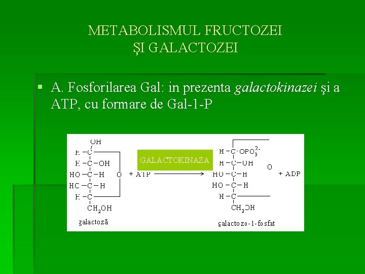METABOLISMUL FRUCTOZEI ŞI GALACTOZEI § A. Fosforilarea Gal: in prezenta galactokinazei şi a ATP,