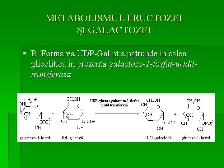 METABOLISMUL FRUCTOZEI ŞI GALACTOZEI § B. Formarea UDP-Gal pt a patrunde in calea glicolitica