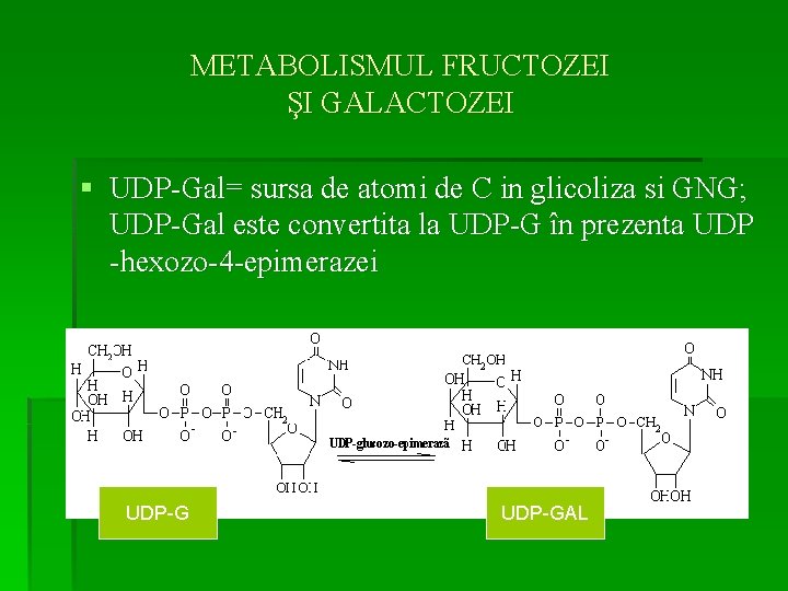 METABOLISMUL FRUCTOZEI ŞI GALACTOZEI § UDP-Gal= sursa de atomi de C in glicoliza si