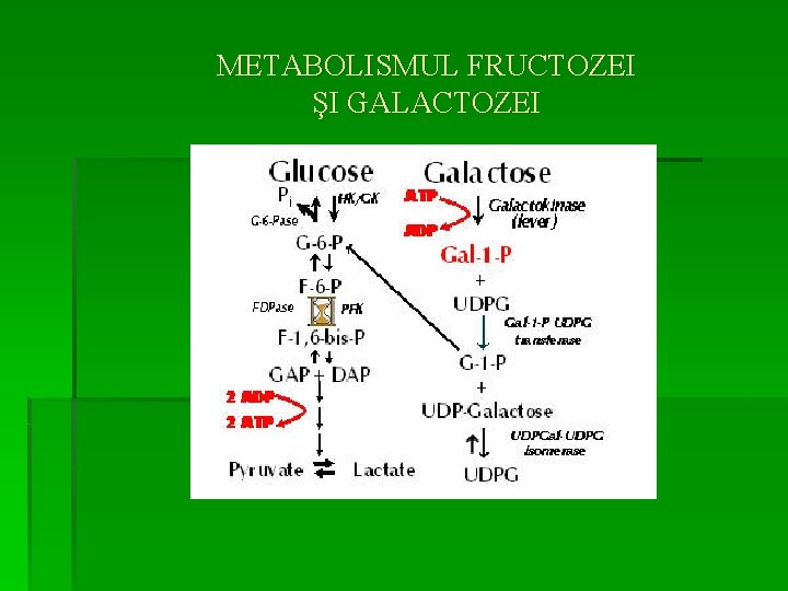 METABOLISMUL FRUCTOZEI ŞI GALACTOZEI 